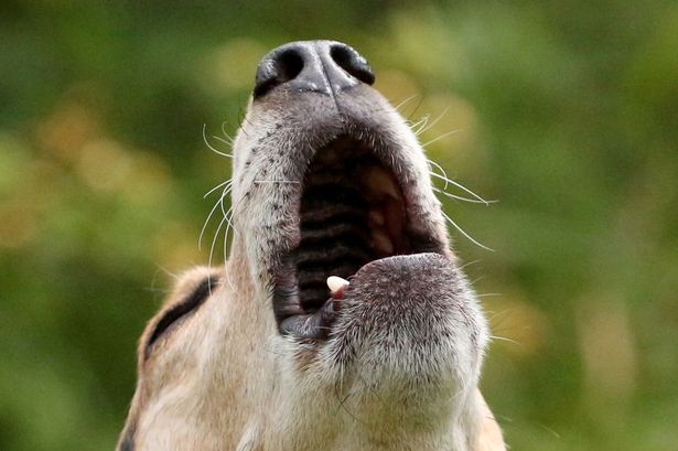 A bit of Puccini will keep the pooches, like this howling Beagle quiet