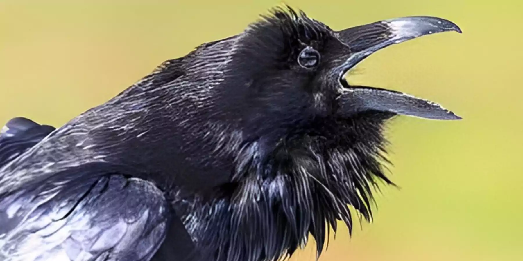 Crow's Teeth
