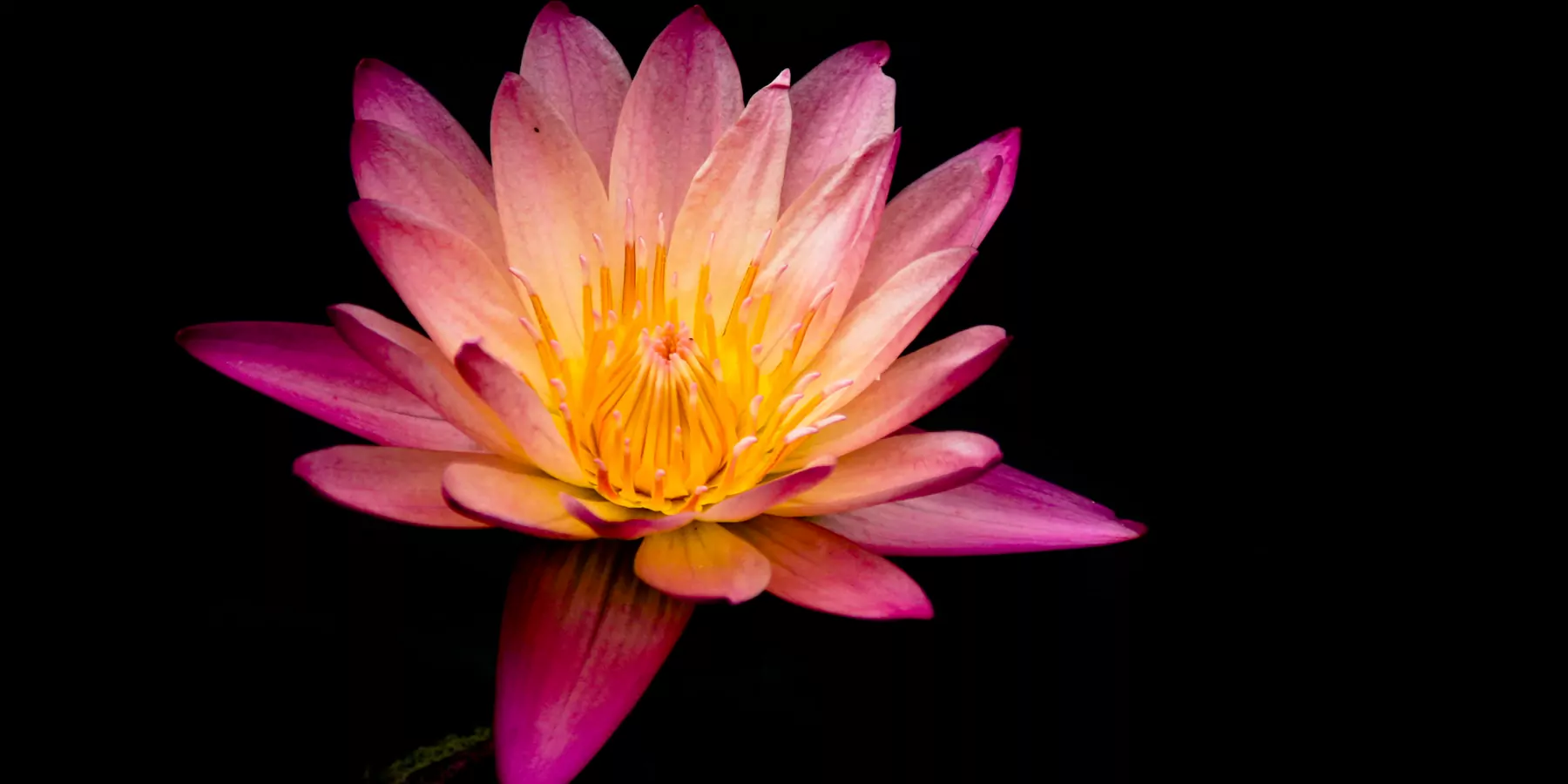 How Hindu Dharma Transformed America: A Personal Essay