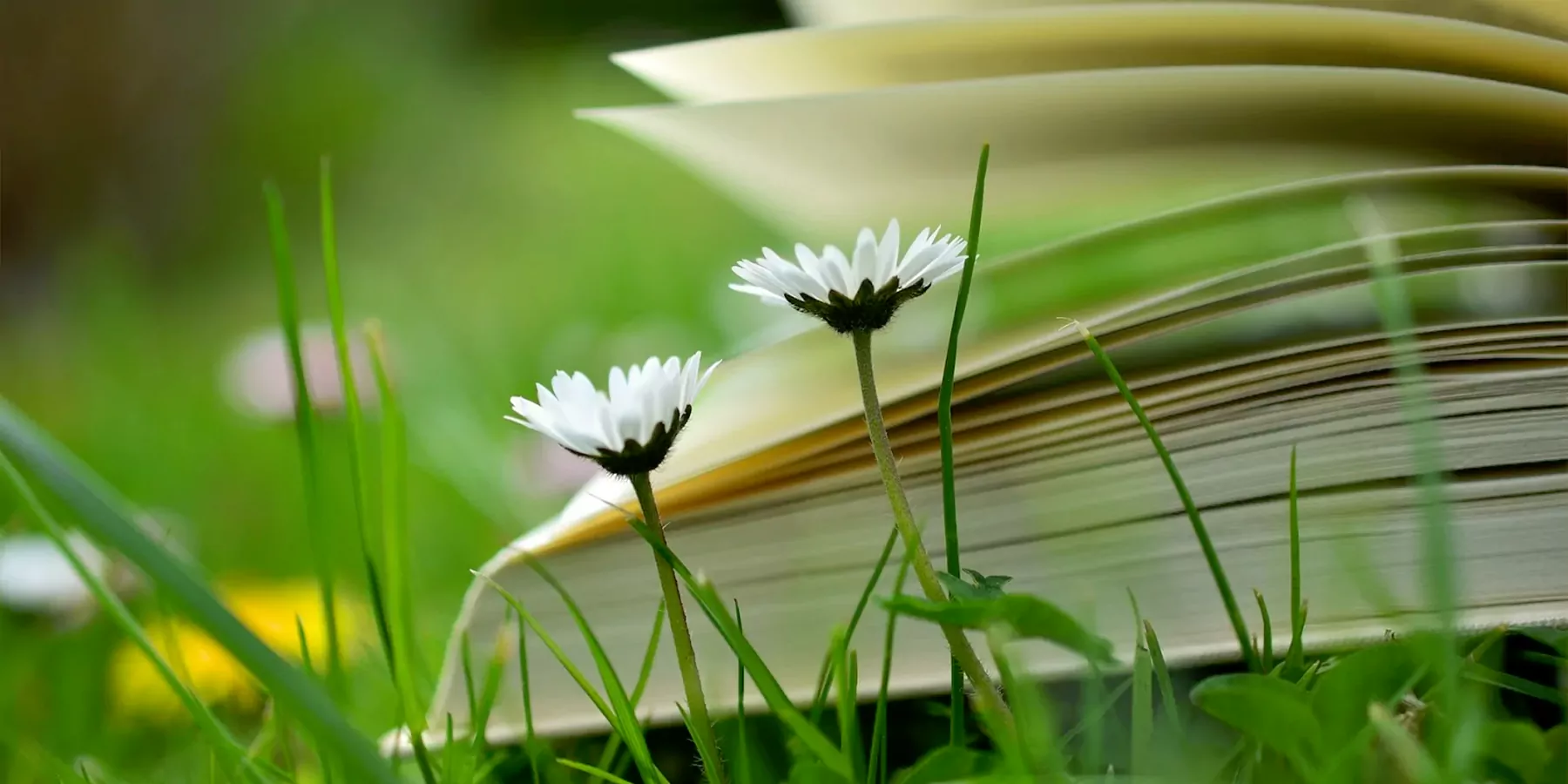 Reflections on Hindu Studies – An Eye Opener